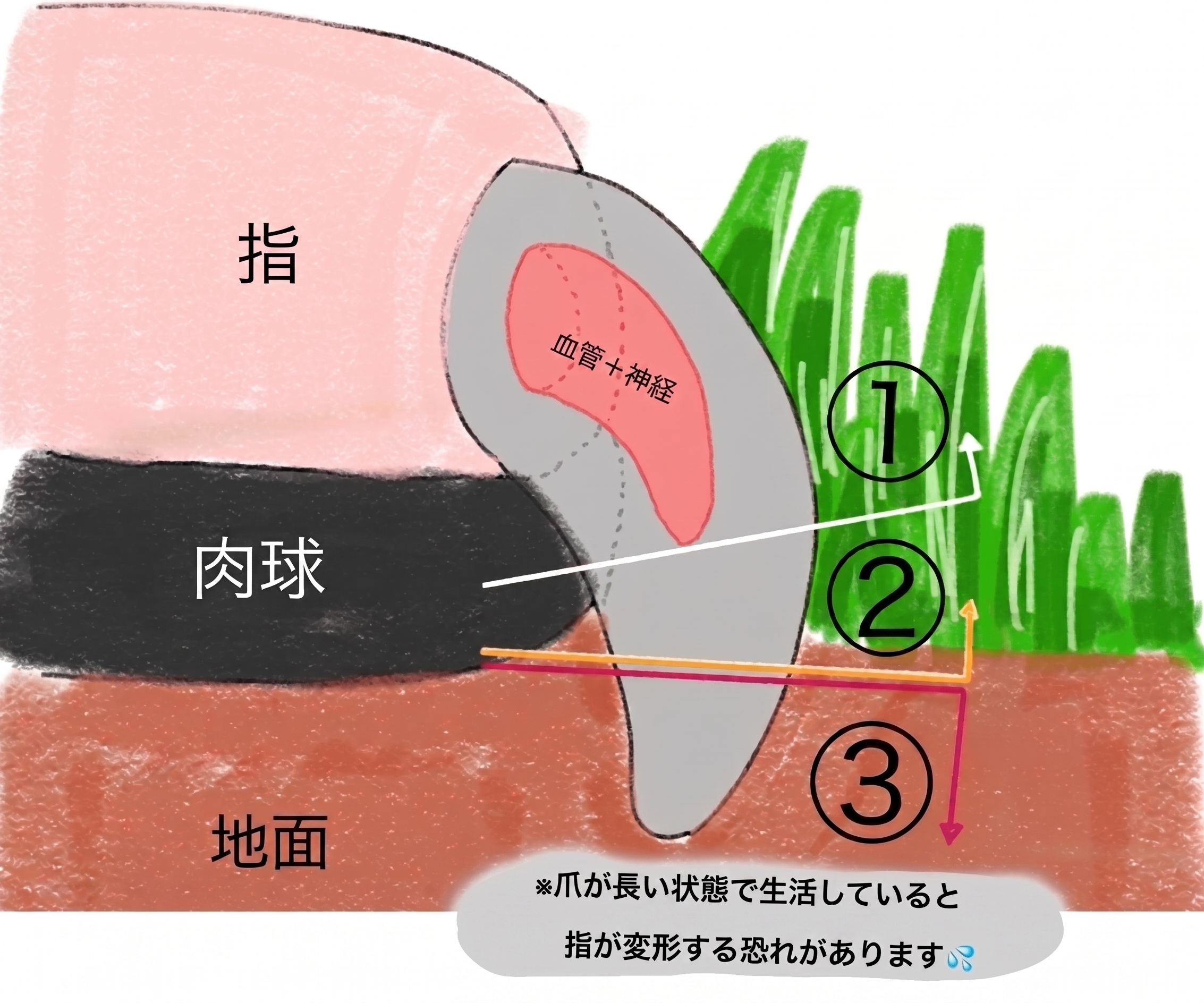 爪の解剖図